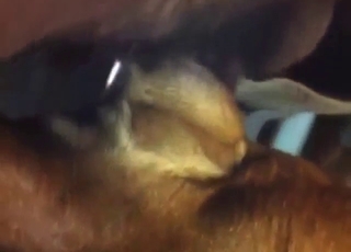 Hairy cock guy is going to fuck that bitch harder