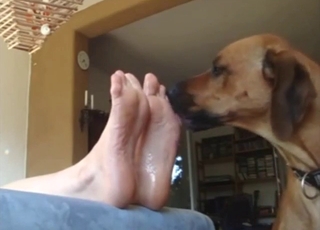 Foot fetish zoo porn with a dog that licks feet