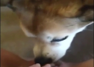 POV pussy lick with a dog that looks super-cute