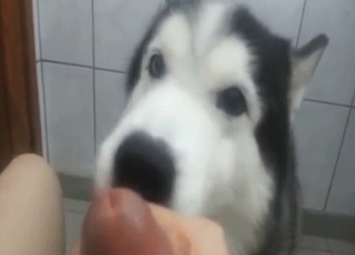 Husky fuck movie with a beast that licks too well