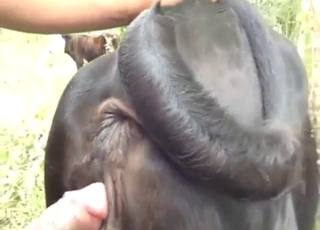 Black beast is going to get fucked from behind