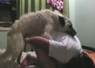 Threesome bang with two dogs, one cheap whore