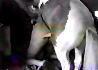 Lustful animal showing its huge dick and more